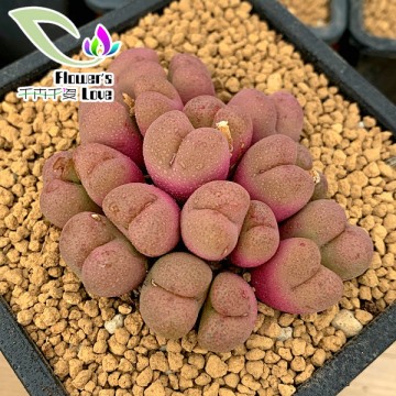 小粉蔓越莓