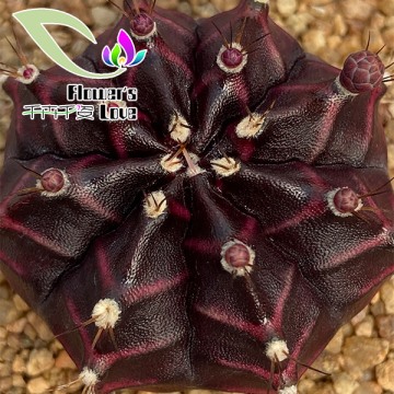 仙人球千卉自育黑色绸缎