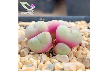 兹授权“任小姐的多肉王国”在快手上作为“吕氏小拳拳”的独家销售代理。授权时间2020.6.1-2021.5.31