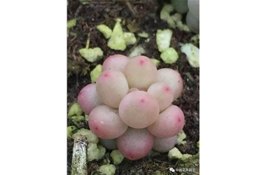 “千卉千姿” 优选新品——毛汉尼吕氏系列成为市场新亮点