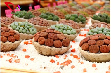 吕氏毛汉尼-千卉千姿新品鉴赏