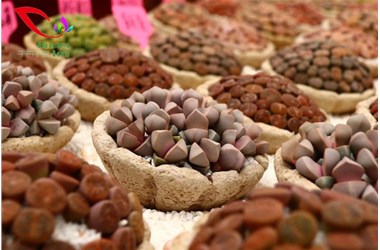 多肉植物生活习性