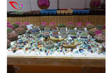 多肉植物主要品类
