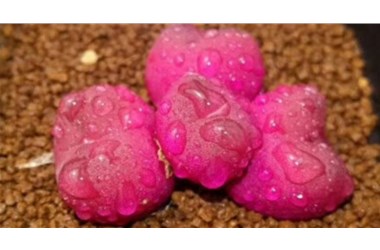 千卉千姿培育了‘吕氏琥珀’‘吕氏朝霞’‘吕氏密蜡’等10余个优良品种，获得国家商标注册105个品种。