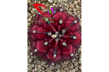 千卉千姿多肉育种简介