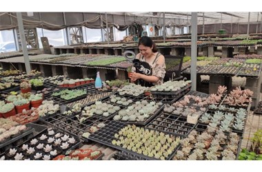 单连娟-千卉千姿多肉繁育基地