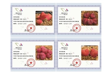 吕氏毛汉尼-千卉千姿新品鉴赏