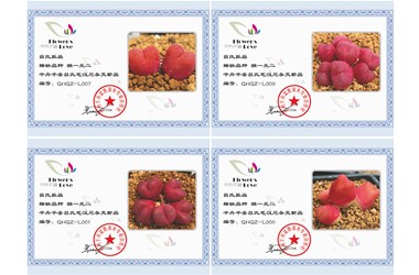 吕氏毛汉尼-千卉千姿新品鉴赏