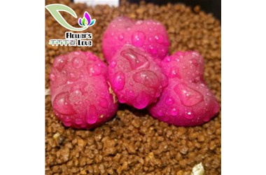 吕氏毛汉尼和普通毛汉尼区别