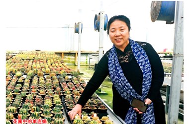 千卉千姿单连娟潜心多肉育种20年