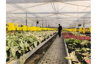 青州千卉千姿：深耕育种创新，花卉产业突围