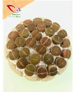 番杏科生石花007