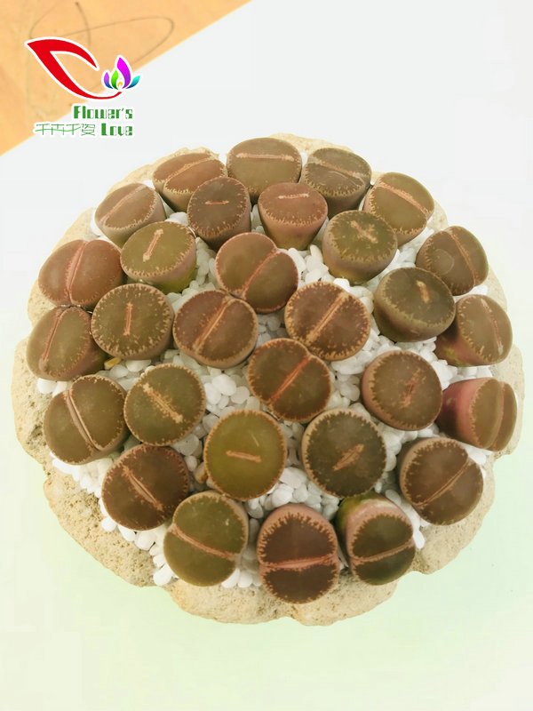 番杏科生石花007