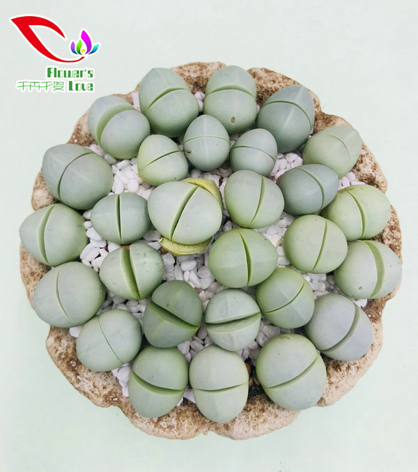 番杏科生石花024