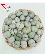 番杏科生石花024