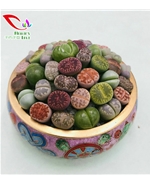 番杏科生石花023