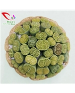 番杏科生石花020