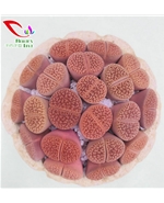 番杏科生石花019