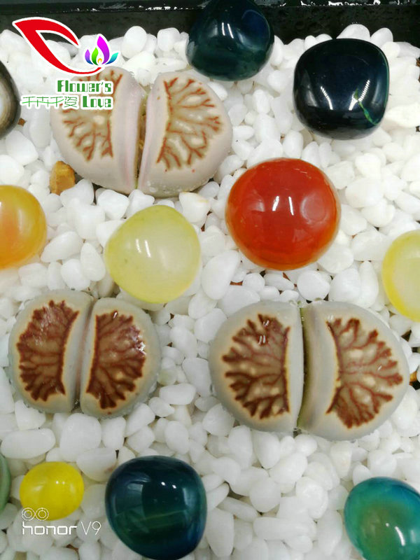 番杏科生石花015