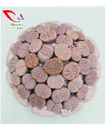 番杏科生石花011